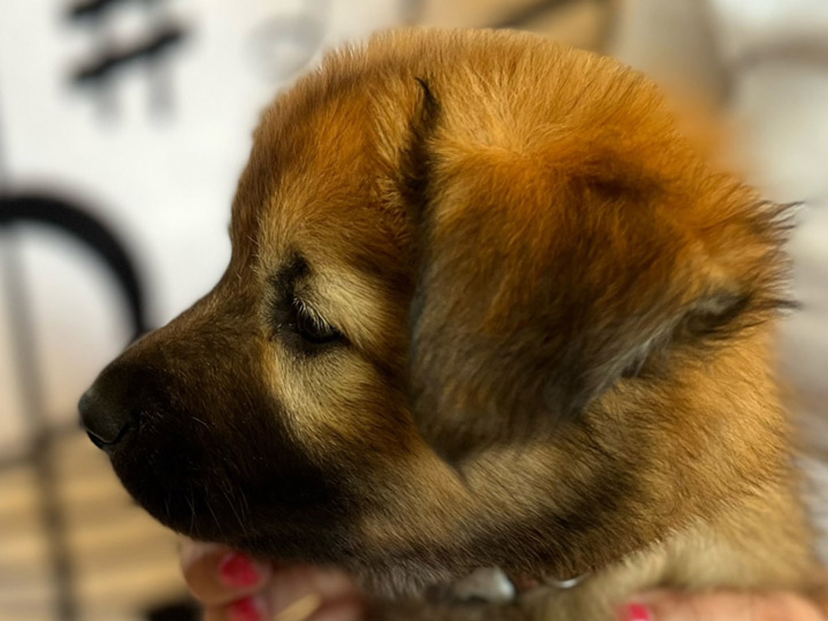 chinook puppy